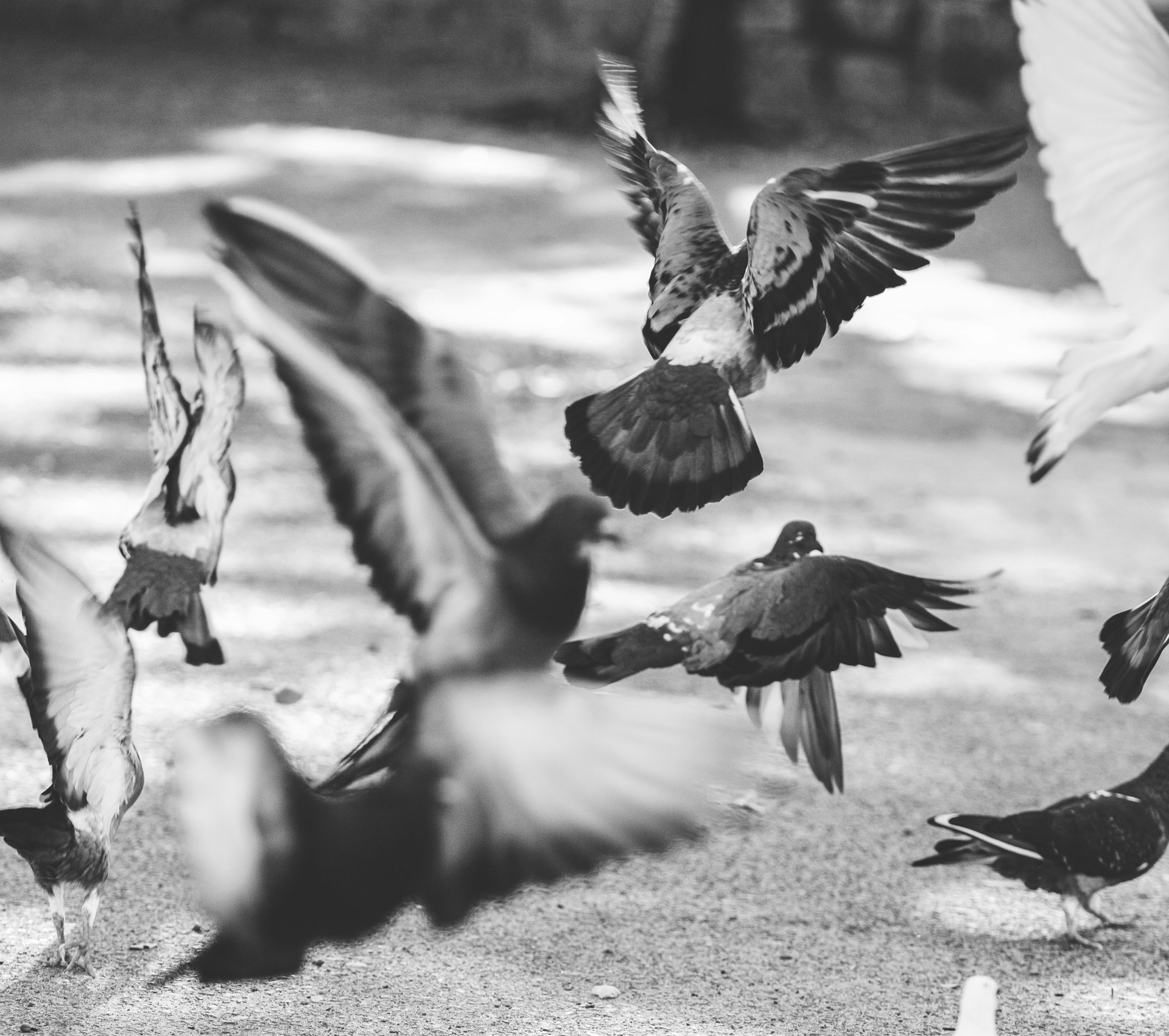 LetterAndLine-Branding-Graphic-Design-Pigeons